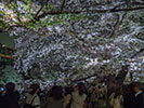 九段下の夜桜を撮る人々