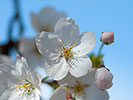 桜の花のアップ