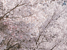 全面満開の桜
