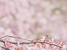 枝垂桜模様