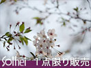 日本画な葉桜