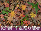 秋の色々な落ち葉