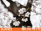 桜の大きな木と花