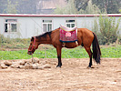 中国の馬