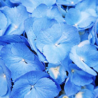 青いアジサイの花びら
