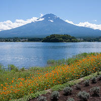 夏の富士山と花