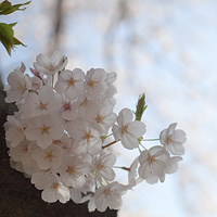 日陰の桜花