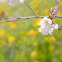 桜と背景に菜の花