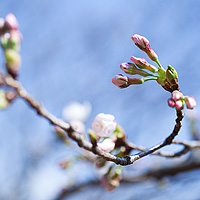 空へ向かう桜の蕾