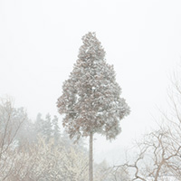 雪の積もる一本木