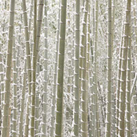竹林に降る雪