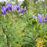 トリカブトの紫の花 