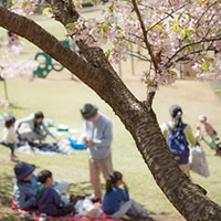 桜の花見をする人々