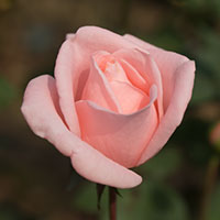 パステル ピンクの一輪のバラ