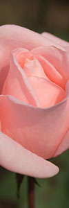 パステル ピンクの一輪のバラ(縦)