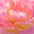 ピンクと黄色のバラ全面(アイコン)