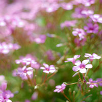 オキザリスのピンクの花