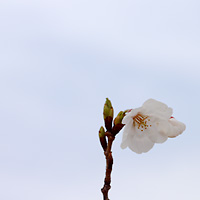 桜の花と蕾