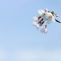 一枝の桜と青空