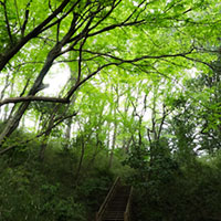 森林の中の階段