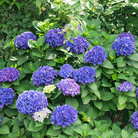青紫のアジサイ畑