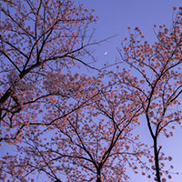 満開の桜と三日月