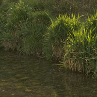 川辺の草