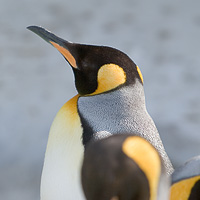 キング ペンギンの横顔(トプ画)