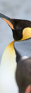 キング ペンギンの横顔(縦)
