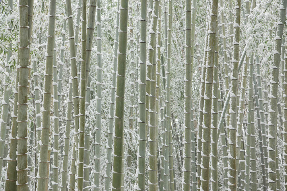 雪の竹林カーテン