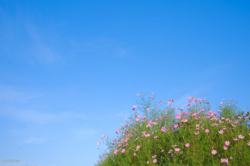 青空とコスモスの花畑