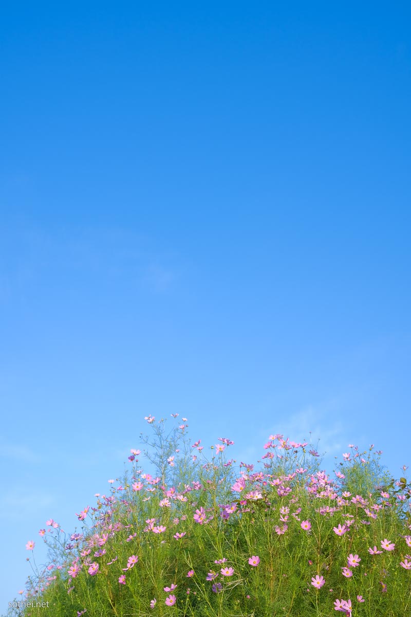 青空とコスモスの花畑(縦位置)