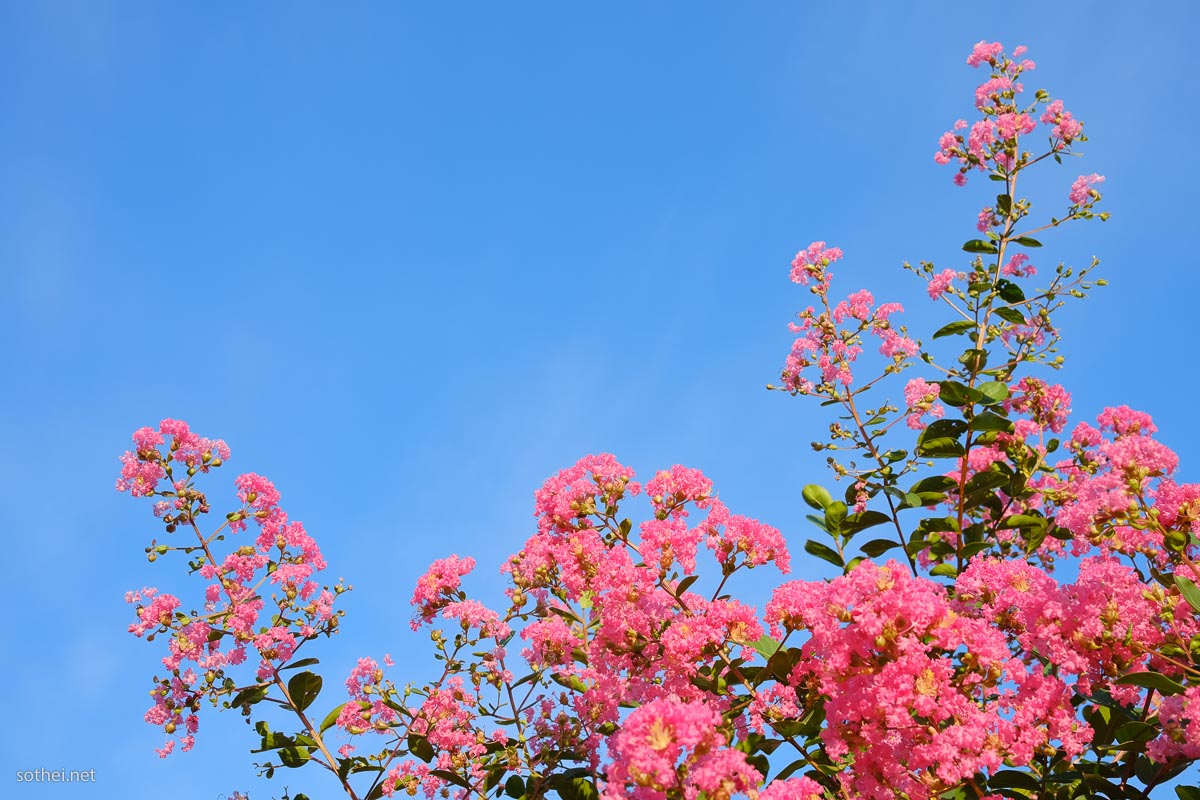 サルスベリのピンク花