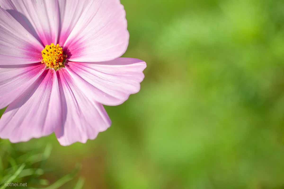 コスモスの花を大きく写す