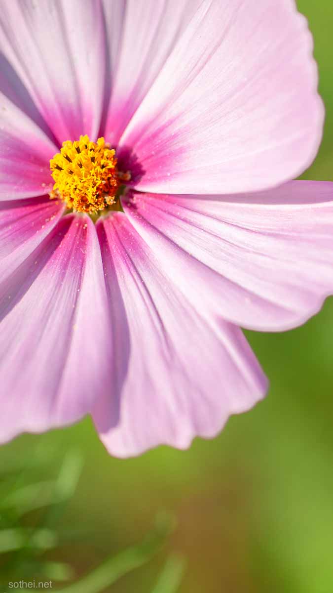 スマホ壁紙用 ピンクのコスモスの花