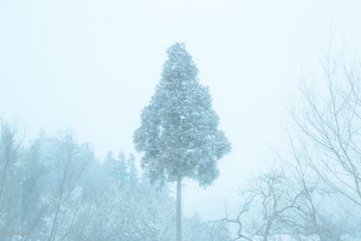 吹雪の中のクリスマスツリー