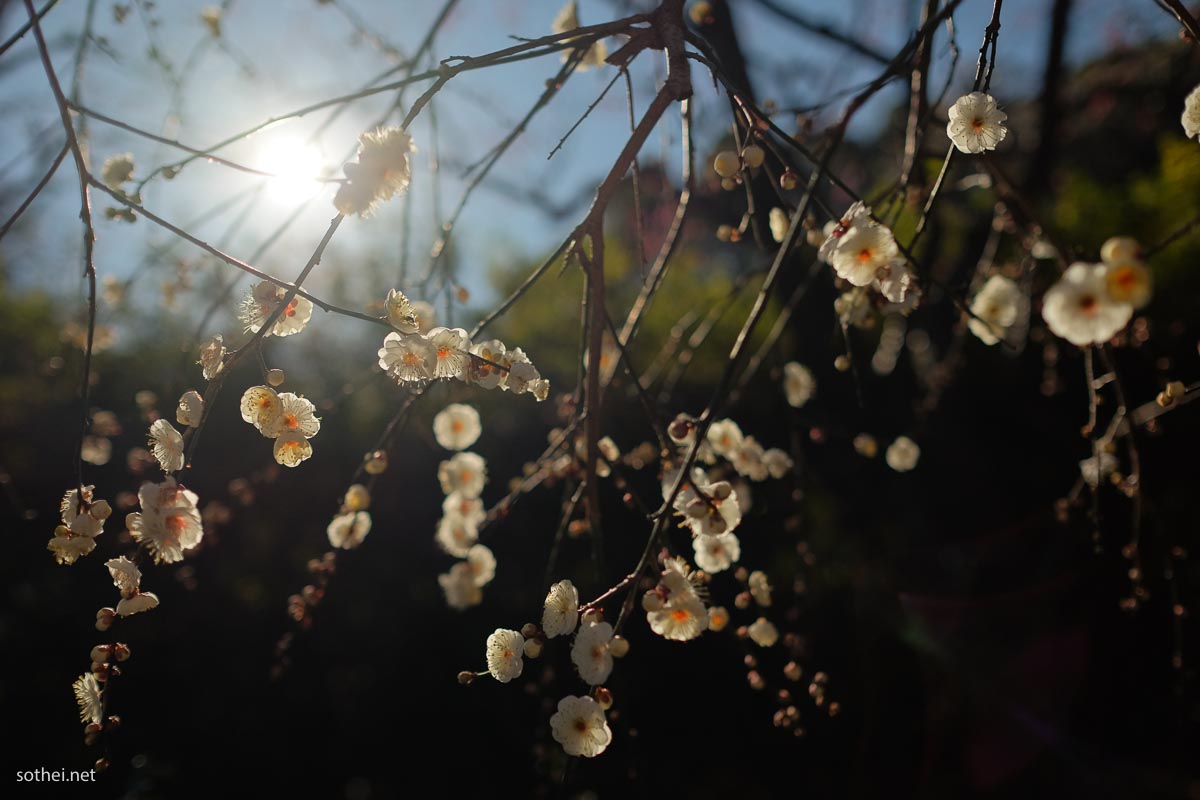 白梅の花と太陽