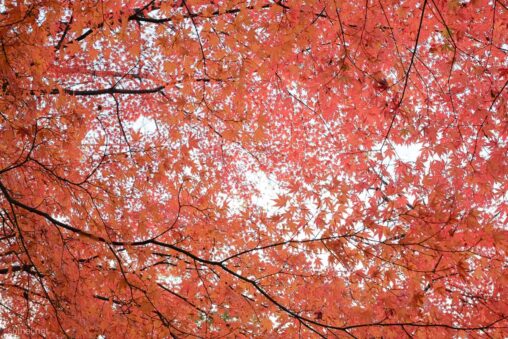 赤い紅葉がおおう秋空