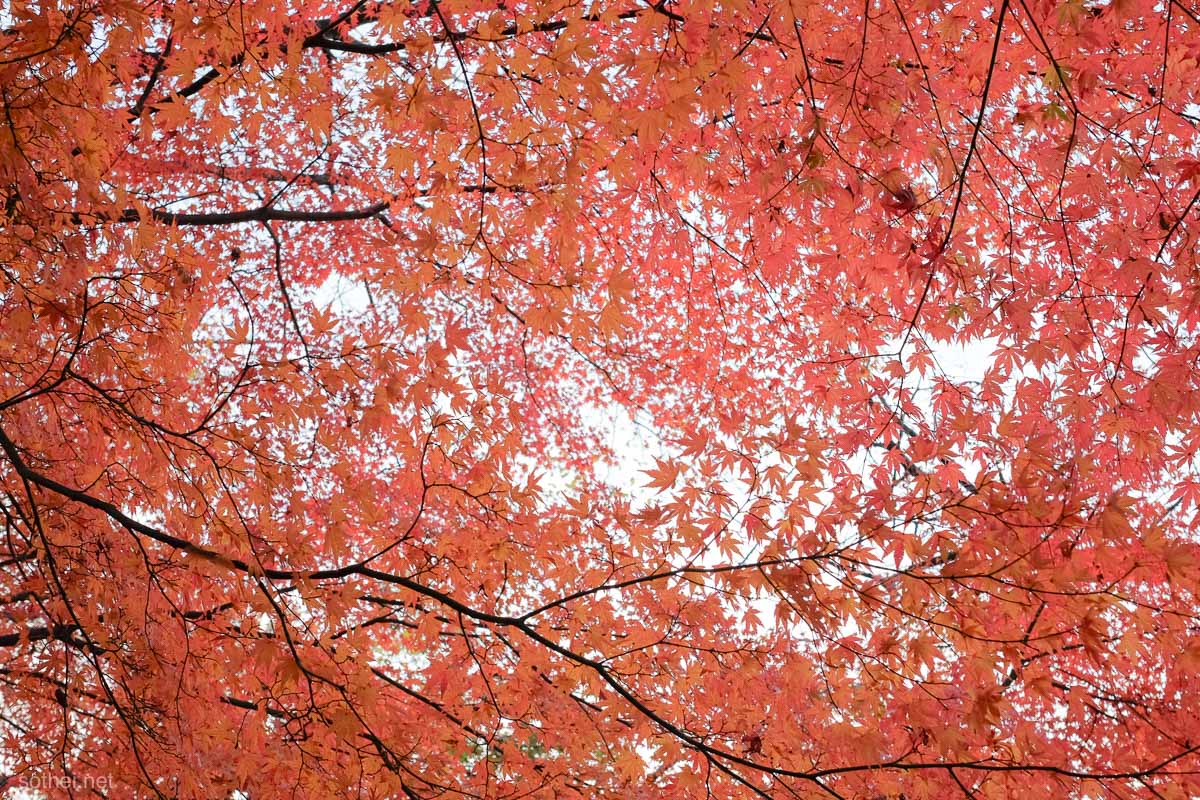 赤い紅葉がおおう秋空