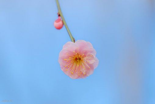 パステルピンクの梅の花