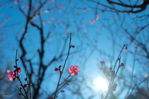 ピンクの梅の花と太陽