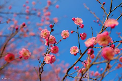 梅のショッキングピンクの花