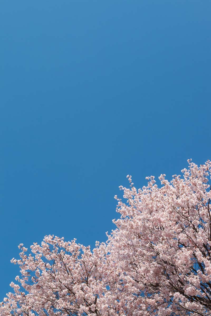 桜と青空(縦位置)