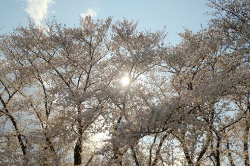 満開の桜と太陽