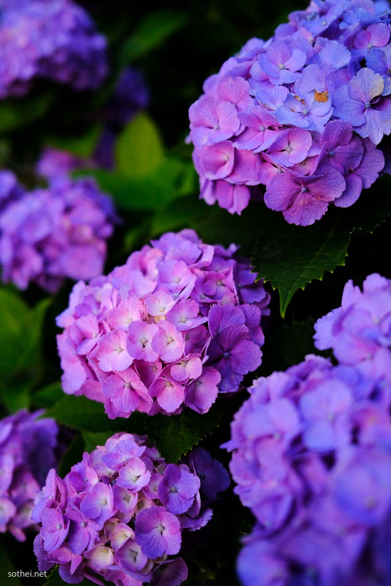 紫の紫陽花(縦)