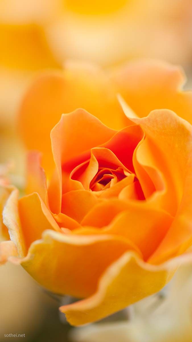 オレンジのバラ ゴルデルゼ縦位置