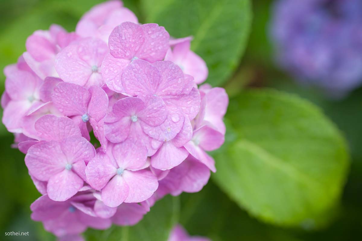 雨に濡れた紫陽花の花
