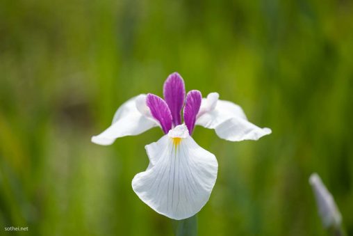 紫のハナショウブの花