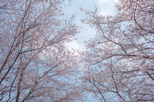 青空と満開の桜の木