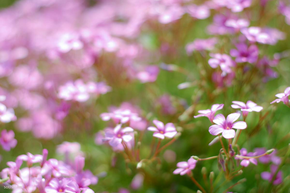オキザリスのピンク色の花